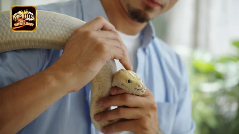 Nằm Mơ Thấy Rắn Là Hên Hay Xui? Lời Giải Chính Xác 3 Nằm mơ thấy rắn bò qua người