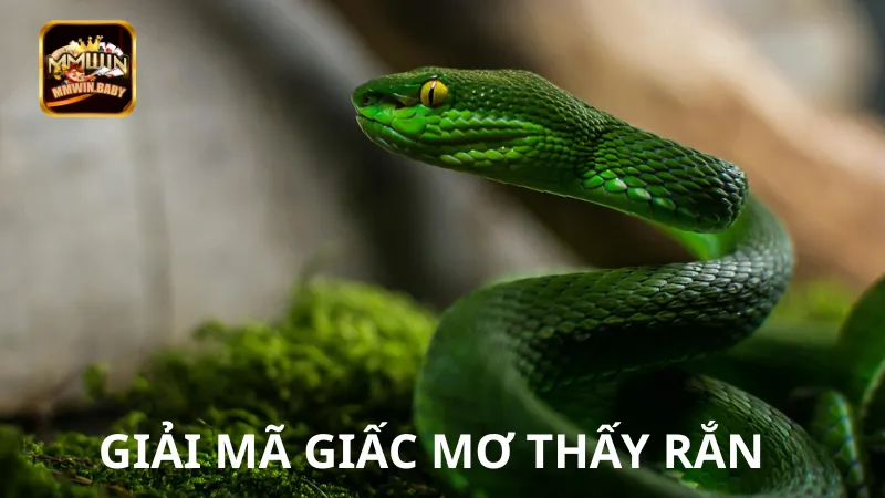 Nằm Mơ Thấy Rắn Là Hên Hay Xui? Lời Giải Chính Xác 1 Nằm mơ thấy rắn là điềm báo gì?